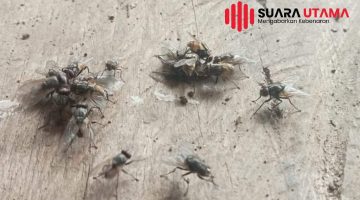 Waspada! Lalat Bermufakat tabur Penyakit