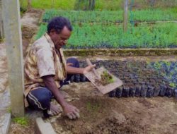 Kisah Warga Papua yang Bekerja Keras Hasilkan Ribuan Bibit Pohon