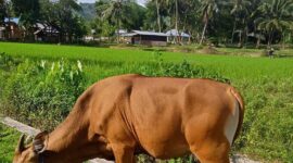 Foto: Mas Andre Hariyanto (Suara Utama ID). Ketahuilah, Hikmah dalam Berqurban dalam Mendekatkan diri kepada Allah Subhanahu wa ta'ala