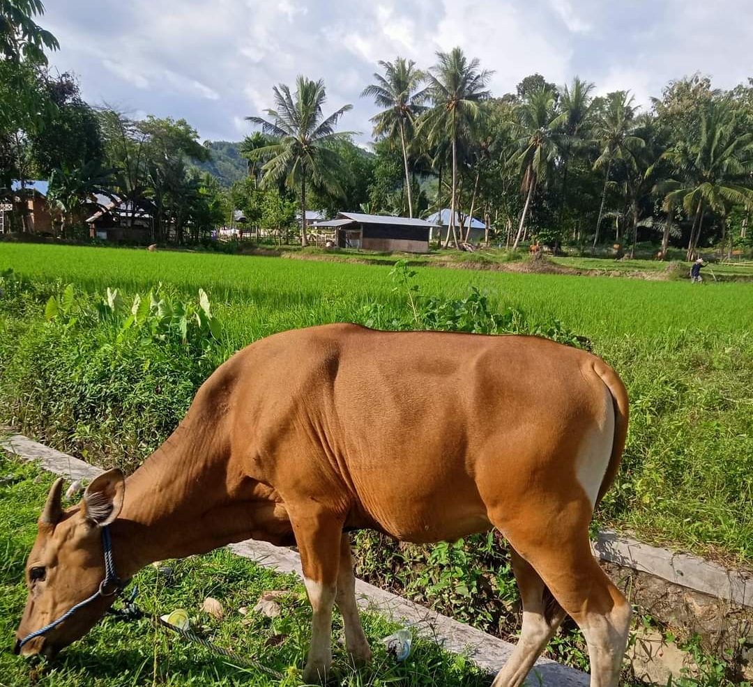 Foto: Mas Andre Hariyanto (Suara Utama ID). Ketahuilah, Hikmah dalam Berqurban dalam Mendekatkan diri kepada Allah Subhanahu wa ta'ala