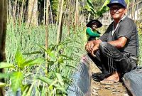 Giat Petani Milenial Kampung Jeumpa Pidie Menuju Desa Smart Farming (SUARA UTAMA)