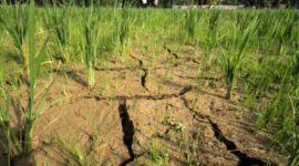 Foto Ilustrasi Kekeringan di Pekon Banjar Masin, Kecamatan Bulok, Tanggamus. Sumber: Google