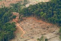 Ilustrasi foto yang dampak rusak lingkungan hutan 