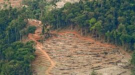 Ilustrasi foto yang dampak rusak lingkungan hutan 