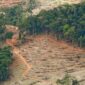 Ilustrasi foto yang dampak rusak lingkungan hutan 