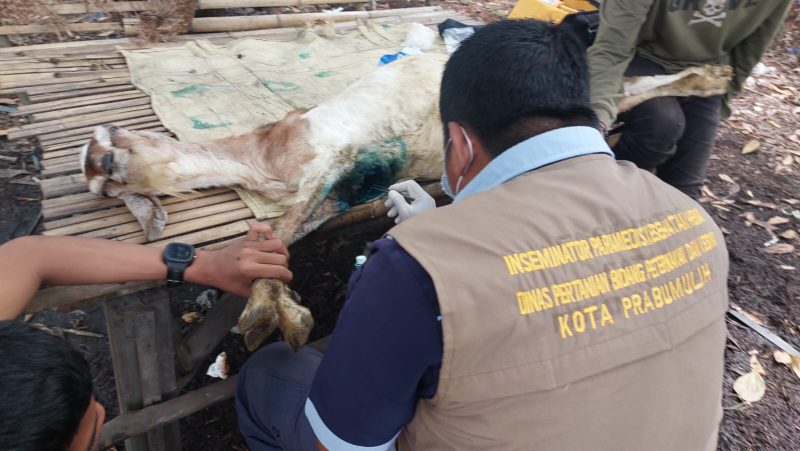 Kang Mas Praboe, Inseminator Paramedis Kesehatan Hewan Prabumulih, Sumsel/FOTO: Aisyah Putri Widodo (SUARA UTAMA)