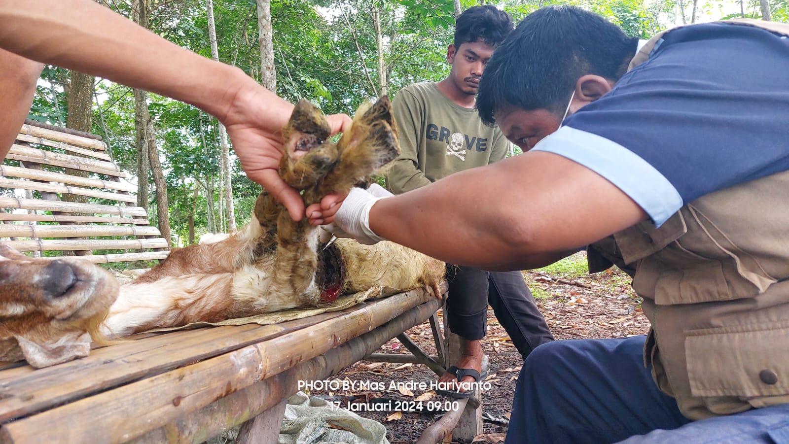 Kang Mas Praboe, Inseminator Paramedis Kesehatan Hewan Prabumulih, Sumsel/FOTO: Aisyah Putri Widodo (SUARA UTAMA)