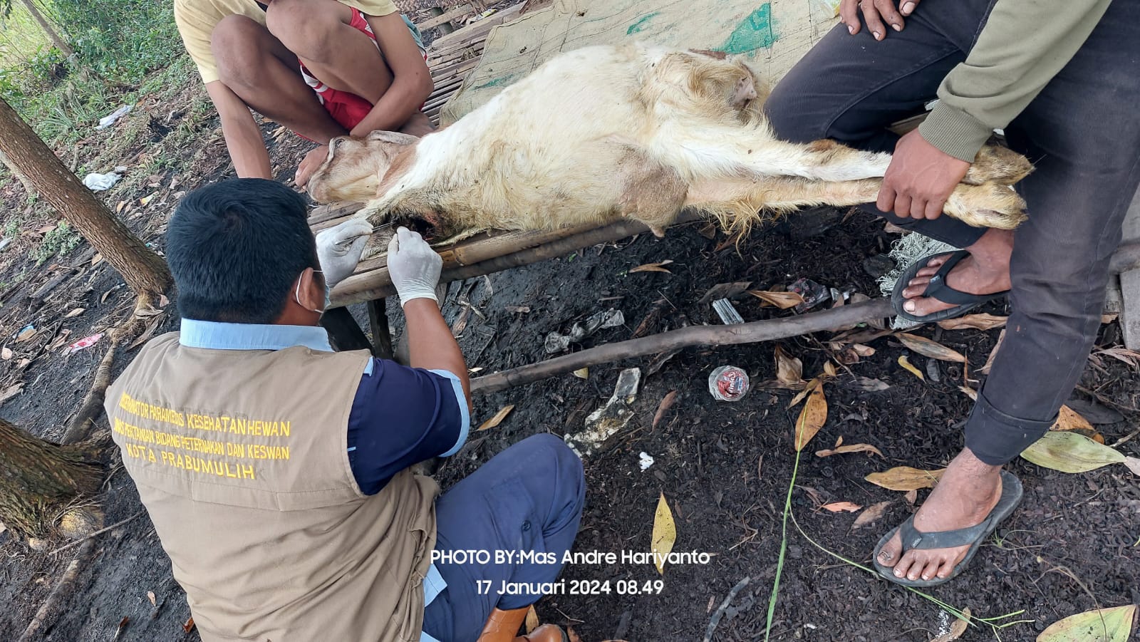 Kang Mas Praboe, Inseminator Paramedis Kesehatan Hewan Prabumulih, Sumsel/FOTO: Aisyah Putri Widodo (SUARA UTAMA)