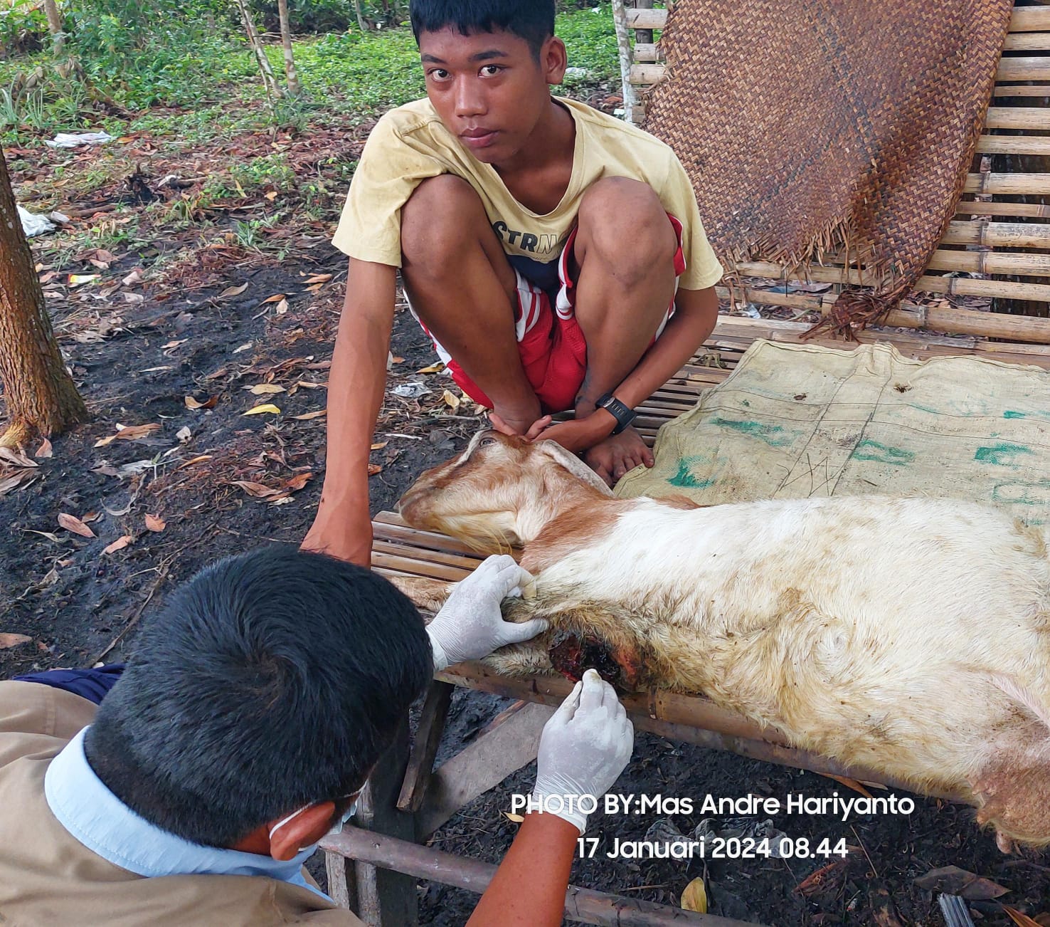 Kang Mas Praboe, Inseminator Paramedis Kesehatan Hewan Prabumulih, Sumsel/FOTO: Aisyah Putri Widodo (SUARA UTAMA)