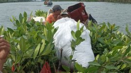Kelompok Peduli Magrove Kampung Bumi Dipasena Abadi Mempersiapkan bibit mangrove sebelum dilakukan penanaman di garis pantai Kampung Bumi Dipasana Abadi (13/3) Foto: Nafian Faiz (suarautama.id)