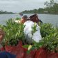 Kelompok Peduli Magrove Kampung Bumi Dipasena Abadi Mempersiapkan bibit mangrove sebelum dilakukan penanaman di garis pantai Kampung Bumi Dipasana Abadi (13/3) Foto: Nafian Faiz (suarautama.id)