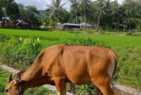 FOTO : Hewan Sapi/Hikmah dalam Berqurban dalam Mendekatkan diri kepada Allah Subhanahu wa ta'ala (Mas Andre Hariyanto/Suara Utama ID)