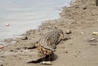 Foto: buaya muara yang sedang berjemur di kawasan pemukiman warga Muara Badak tersebut (Suarautama.id)