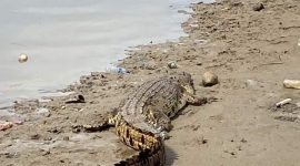 Foto: buaya muara yang sedang berjemur di kawasan pemukiman warga Muara Badak tersebut (Suarautama.id)