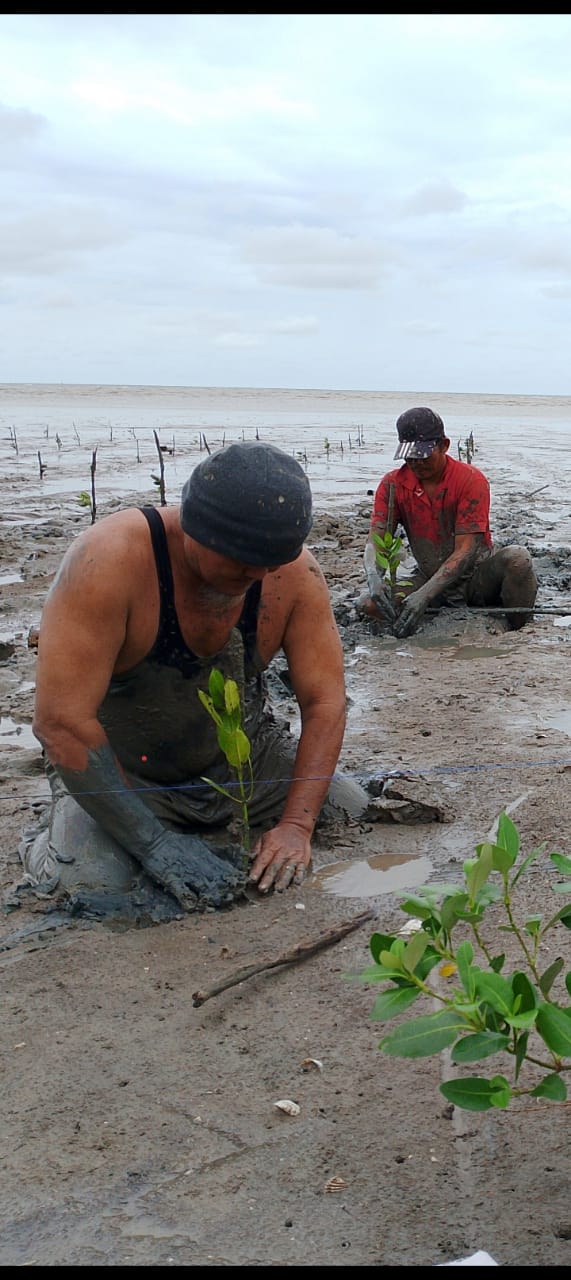 IMG 20240609 WA0154 Mengatasi Abrasi Pantai Petambak Udang Bumi Dipasena Lampung Menanam Mangrove untuk Masa Depan Suara Utama ID Mengabarkan Kebenaran | Website Resmi Suara Utama