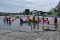 Proses Panen Udang Vanamei Tambak Dipasena Lampung (Suara Utama.id)