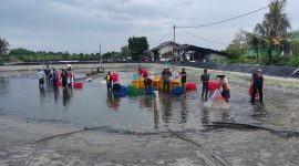 Proses Panen Udang Vanamei Tambak Dipasena Lampung (Suara Utama.id)