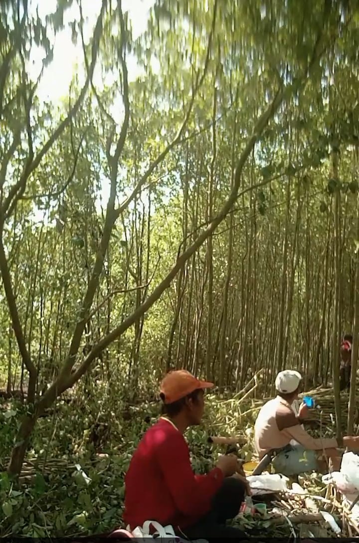 IMG 20240614 WA01061 Mengatasi Abrasi Pantai Petambak Udang Bumi Dipasena Lampung Menanam Mangrove untuk Masa Depan Suara Utama ID Mengabarkan Kebenaran | Website Resmi Suara Utama