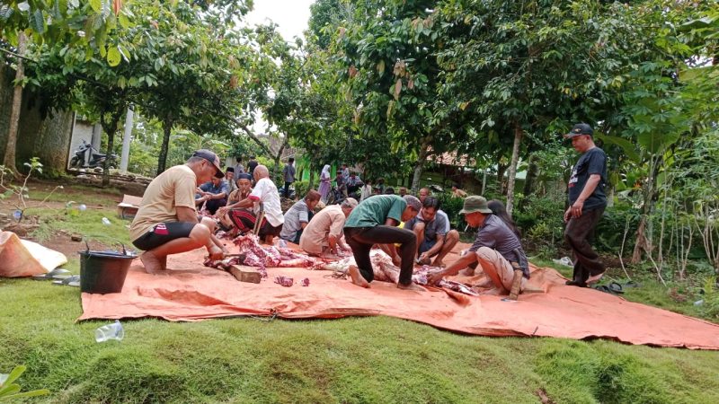 Panitia Qurban Masjid Taqwa Banjar Agung Udik Tanggamus Bagikan 210 Paket Daging Qurban (17/6) Suarautama.id)