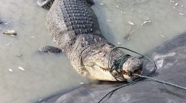 Buaya seukuran empat meter masuk ke dalam kolam tambak di Desa Pratama Mandira OKI (23/6): Suara Utama.id.