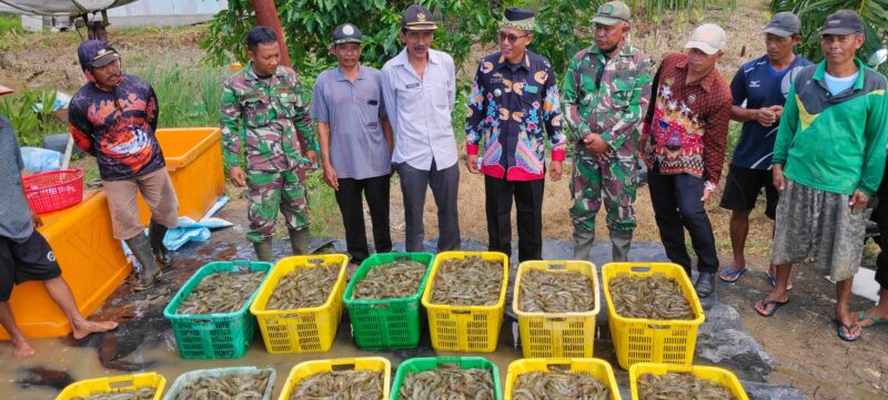 Camat Rawajitu Timur Tulang Bawang Lampung Menyaksikan Panen Udang Vanamei Program Ketahanan Pangan Dana Desa Kampung Bumi Dipasena Abadi (28/6): Suarautama.id.