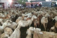 Foto Dokumentasi STAI Assunah : Pengabdian Kegiatan Masyarakat Sekolah Tinggi Agama Islam Assunah Tebar Kurban 1445 H