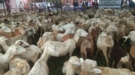 Foto Dokumentasi STAI Assunah : Pengabdian Kegiatan Masyarakat Sekolah Tinggi Agama Islam Assunah Tebar Kurban 1445 H