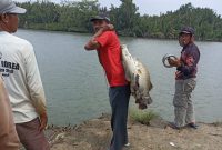 Kepala Kampung Bumi Dipasena Abadi Saat angkat hasil tangkapan pemancing. SUARA UTAMA.ID