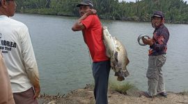 Kepala Kampung Bumi Dipasena Abadi Saat angkat hasil tangkapan pemancing. SUARA UTAMA.ID
