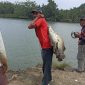 Kepala Kampung Bumi Dipasena Abadi Saat angkat hasil tangkapan pemancing. SUARA UTAMA.ID