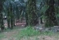 Aktivitas PETI Milik Dedi di Desa sungai Kapas c2