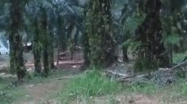 Aktivitas PETI Milik Dedi di Desa sungai Kapas c2