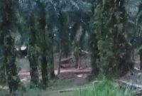 Foto: Aktivitas PETI Milik Dedi di Desa Sungai Kapas