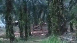 Foto: Aktivitas PETI Milik Dedi di Desa Sungai Kapas