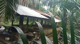 Foto: Kandang Babi milik SH di Desa Tambang Baru Kabupaten Merangin