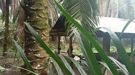 Foto: Kandang Babi Milik SH di tengah pemukiman warga