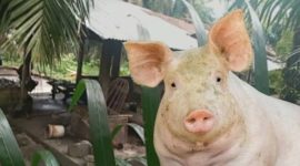 Foto: Kandang Babi milik SH dan ilustrasi Hewan BABI