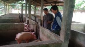 Foto: Peternakan Babi milik Sihombing