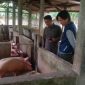 Foto: Peternakan Babi milik Sihombing