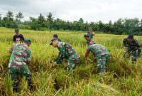 Kodim 0702 Purbalingga Sukses Panen Raya Padi Varietas Protani