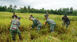 Kodim 0702 Purbalingga Sukses Panen Raya Padi Varietas Protani