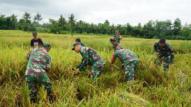 Kodim 0702 Purbalingga Sukses Panen Raya Padi Varietas Protani