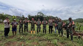 Foto: Dandim 0702/Purbalingga Letkol Inf Untung Iswahyudi, S. Sos., M. Hum., M. Han bersama petani talas melaksanakan panen perdana di Lahan Pertanian Desa Bantarbarang, Kecamatan Rembang, Kabupaten Purbalingga. Selasa (14/1/25).