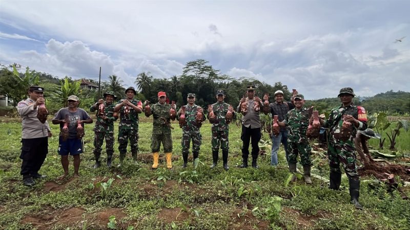 Foto: Dandim 0702/Purbalingga Letkol Inf Untung Iswahyudi, S. Sos., M. Hum., M. Han bersama petani talas melaksanakan panen perdana di Lahan Pertanian Desa Bantarbarang, Kecamatan Rembang, Kabupaten Purbalingga. Selasa (14/1/25).