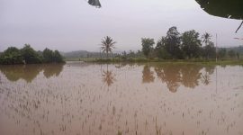 Gambar Sawah Warga yang terendam di Dusun Way Harong, Desa Banjar Masin