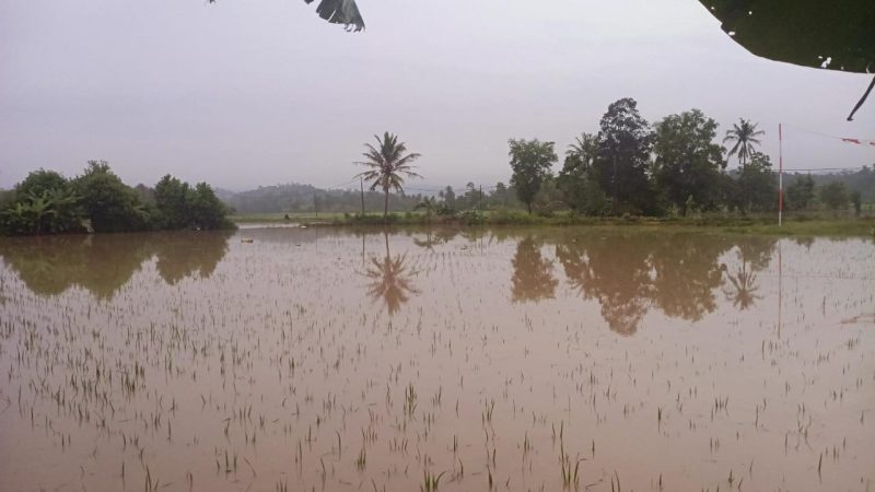 Gambar Sawah Warga yang terendam di Dusun Way Harong, Desa Banjar Masin