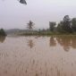 Gambar Sawah Warga yang terendam di Dusun Way Harong, Desa Banjar Masin