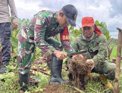 dandim2 Dandim 0702 Panen Perdana Talas Pratama di Purbalingga: Langkah Menuju Ketahanan Pangan Nasional Suara Utama ID Mengabarkan Kebenaran | Website Resmi Suara Utama