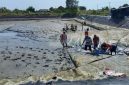 Proses Panen Udang di Tambak Rakyat Bumi Dipasena, Lampung ||suarautama.id