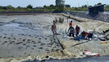 Proses Panen Udang di Tambak Rakyat Bumi Dipasena, Lampung ||suarautama.id